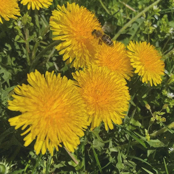 Löwenzahn mit einer Biene