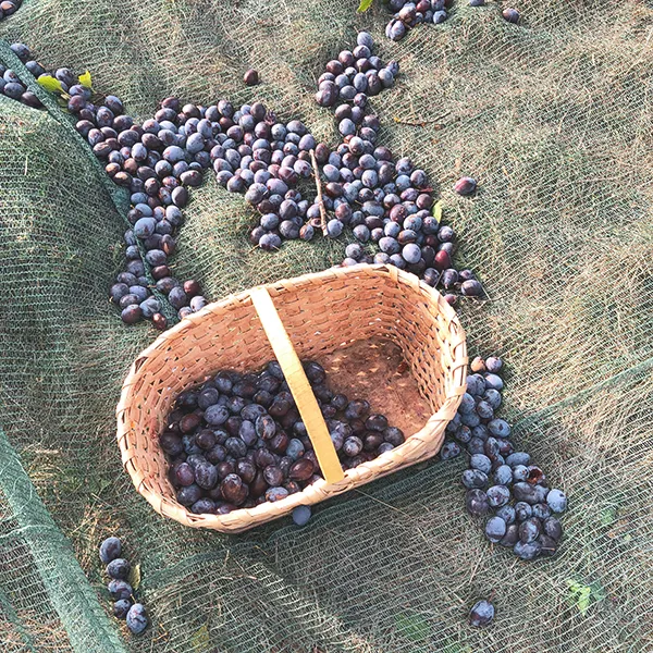 Zwetschkenernte, Korb mit Zwetschken