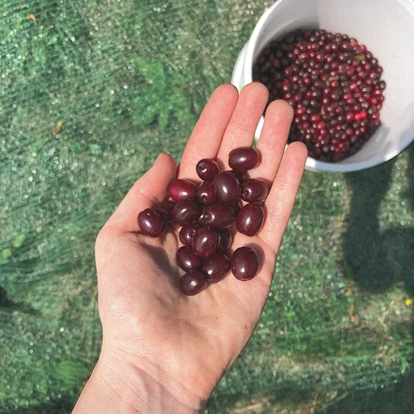 Dirndlernte am Gruberhof