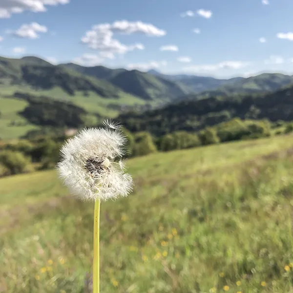 Aussicht mit Löwenzahn