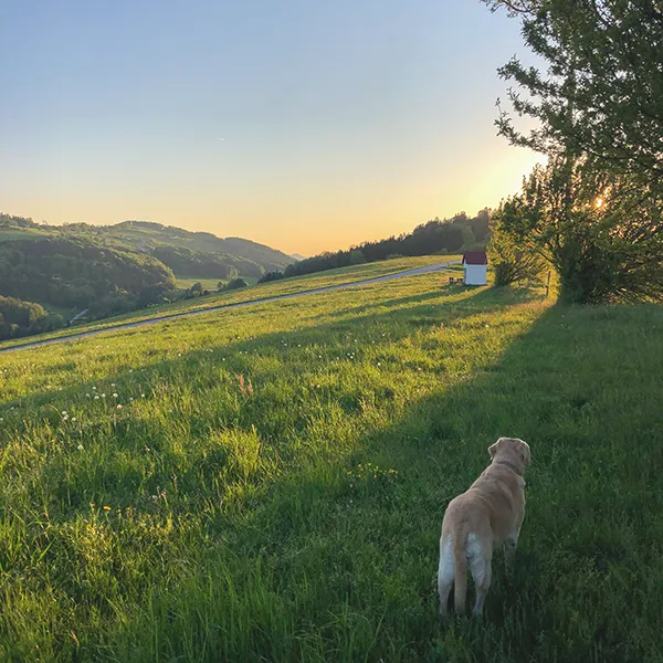 Marley Sonnenuntergang am Ehrenecker Kogel